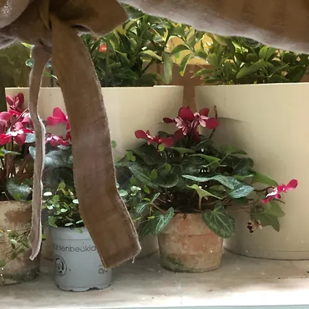 Apartment Dimora Gatto *